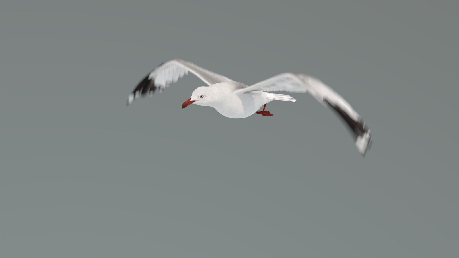 Animated Seagull 3D Model 360° view 4 frame 13