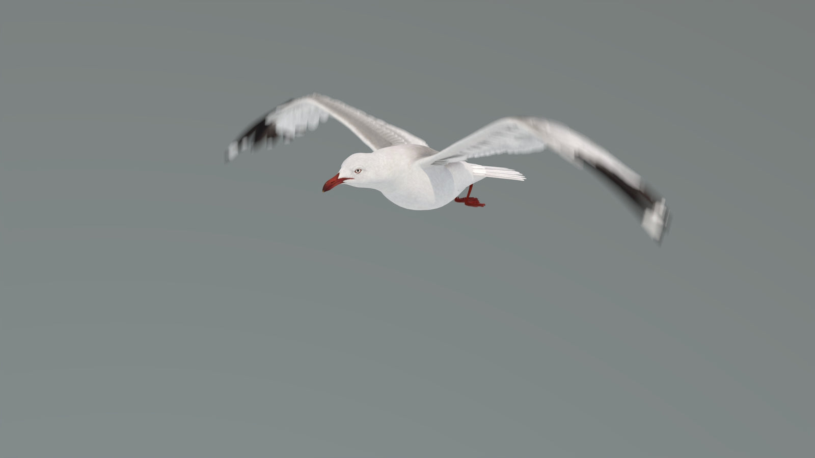Animated Seagull 3D Model 360° view 4 frame 14