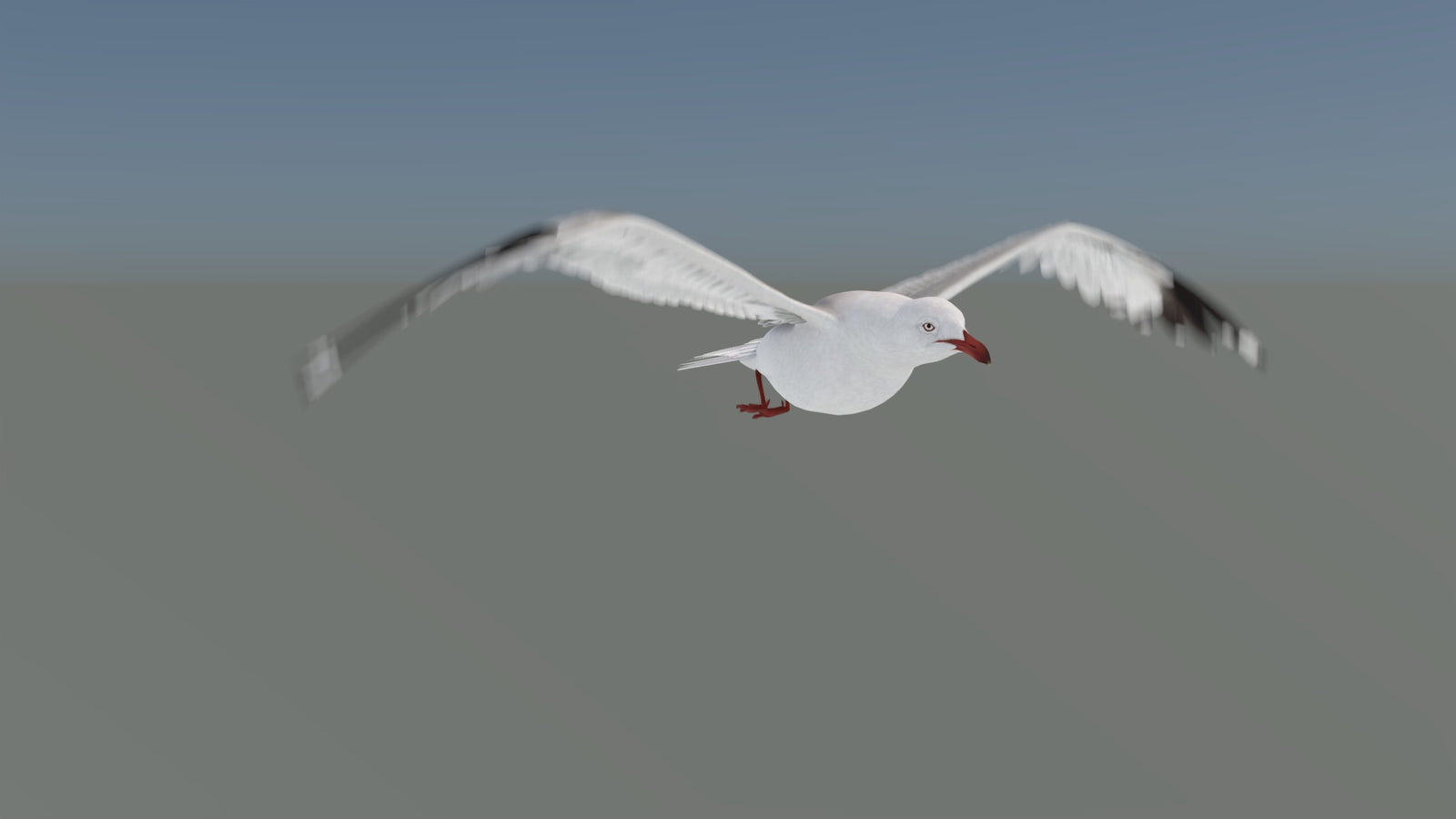 Animated Seagull 3D Model 360° view 5 frame 14