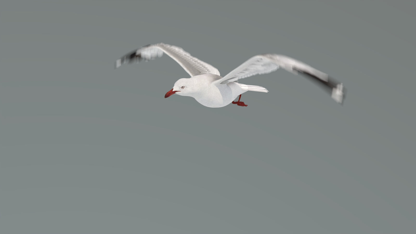 Animated Seagull 3D Model 360° view 4 frame 15