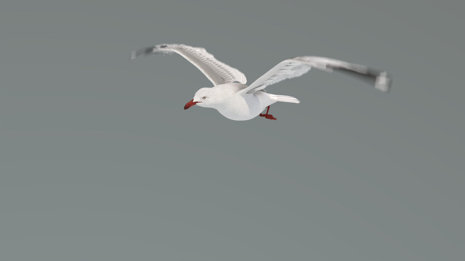 Animated Seagull 3D Model 360° view 4 frame 16