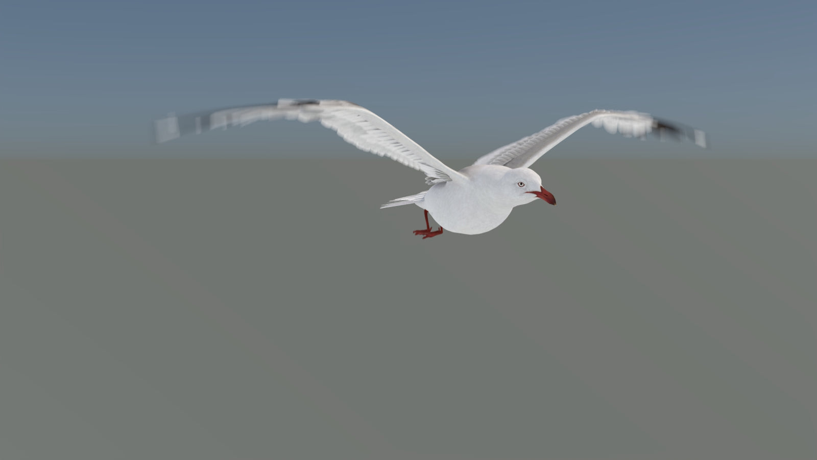 Animated Seagull 3D Model 360° view 5 frame 16