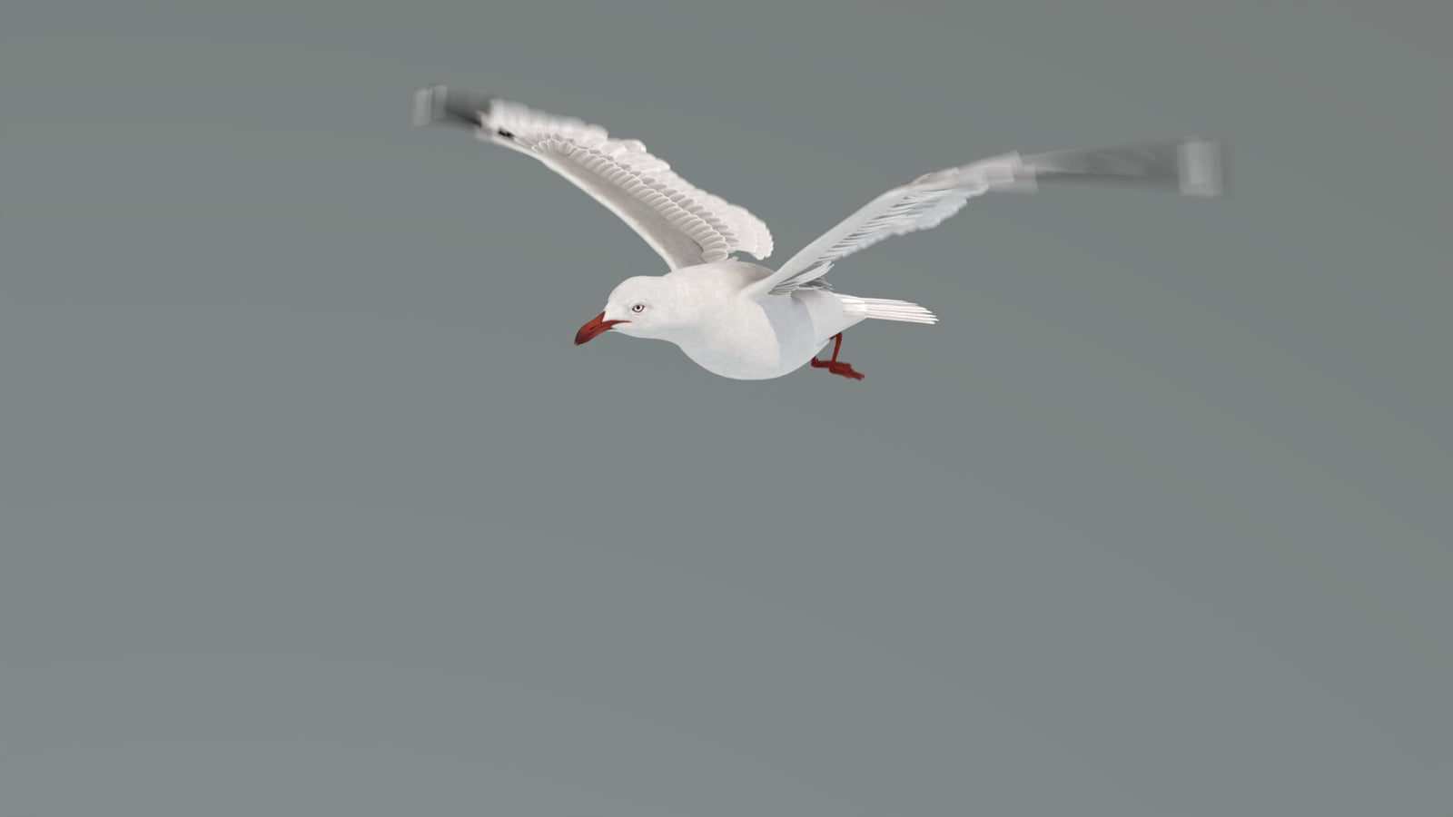 Animated Seagull 3D Model 360° view 4 frame 17