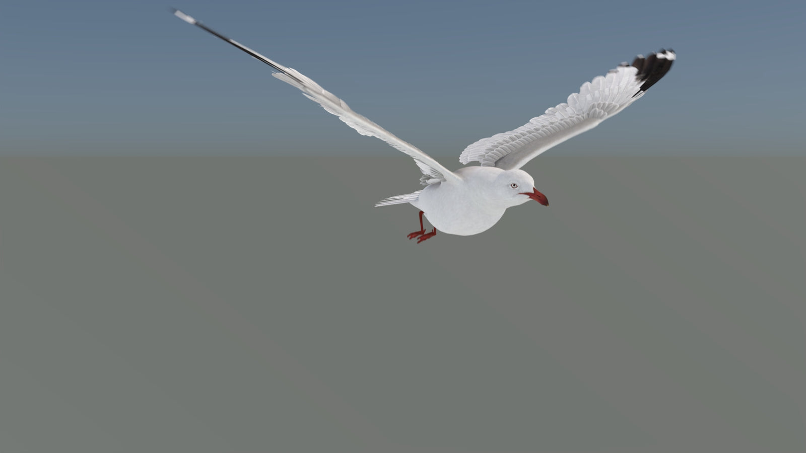 Animated Seagull 3D Model 360° view 5 frame 19