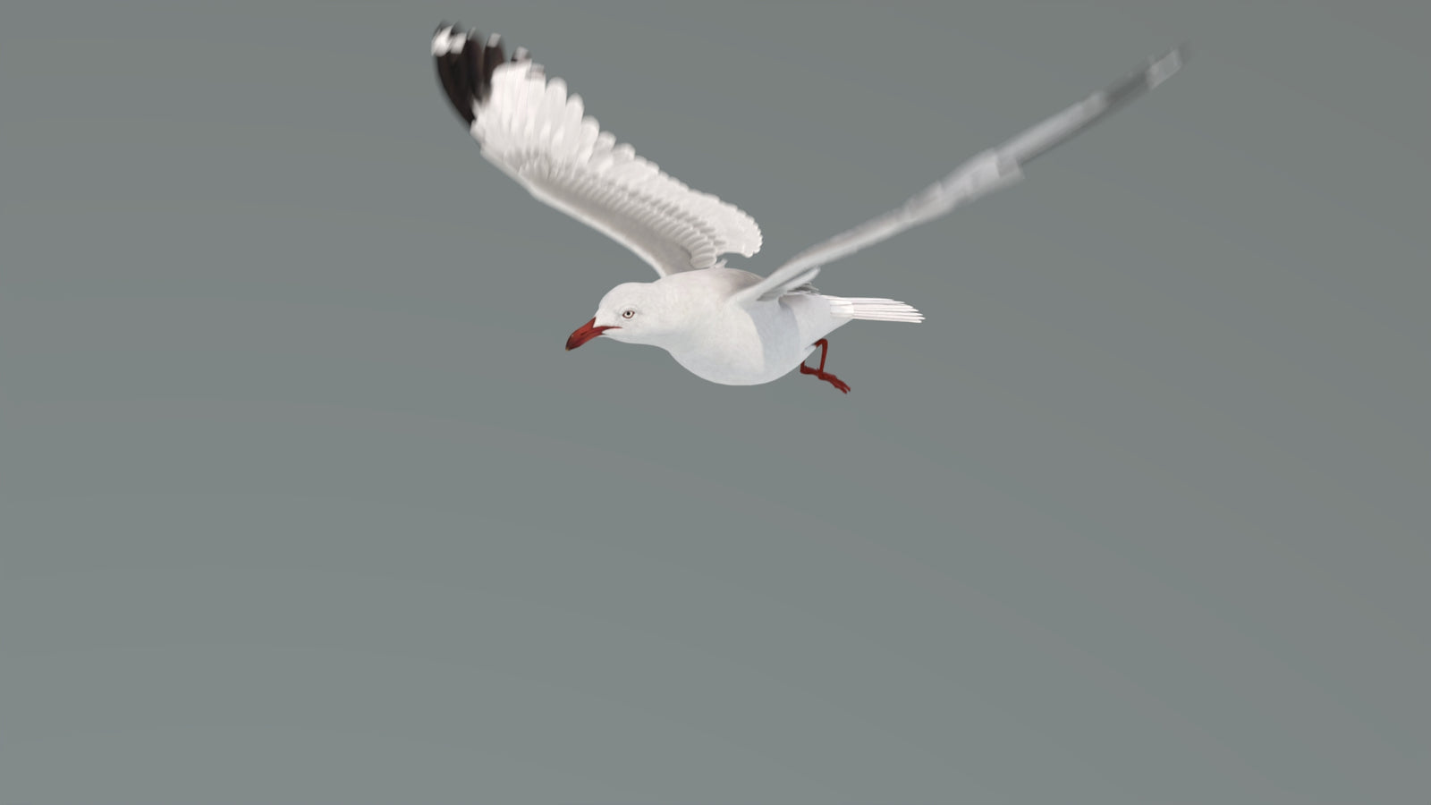 Animated Seagull 3D Model 360° view 4 frame 21