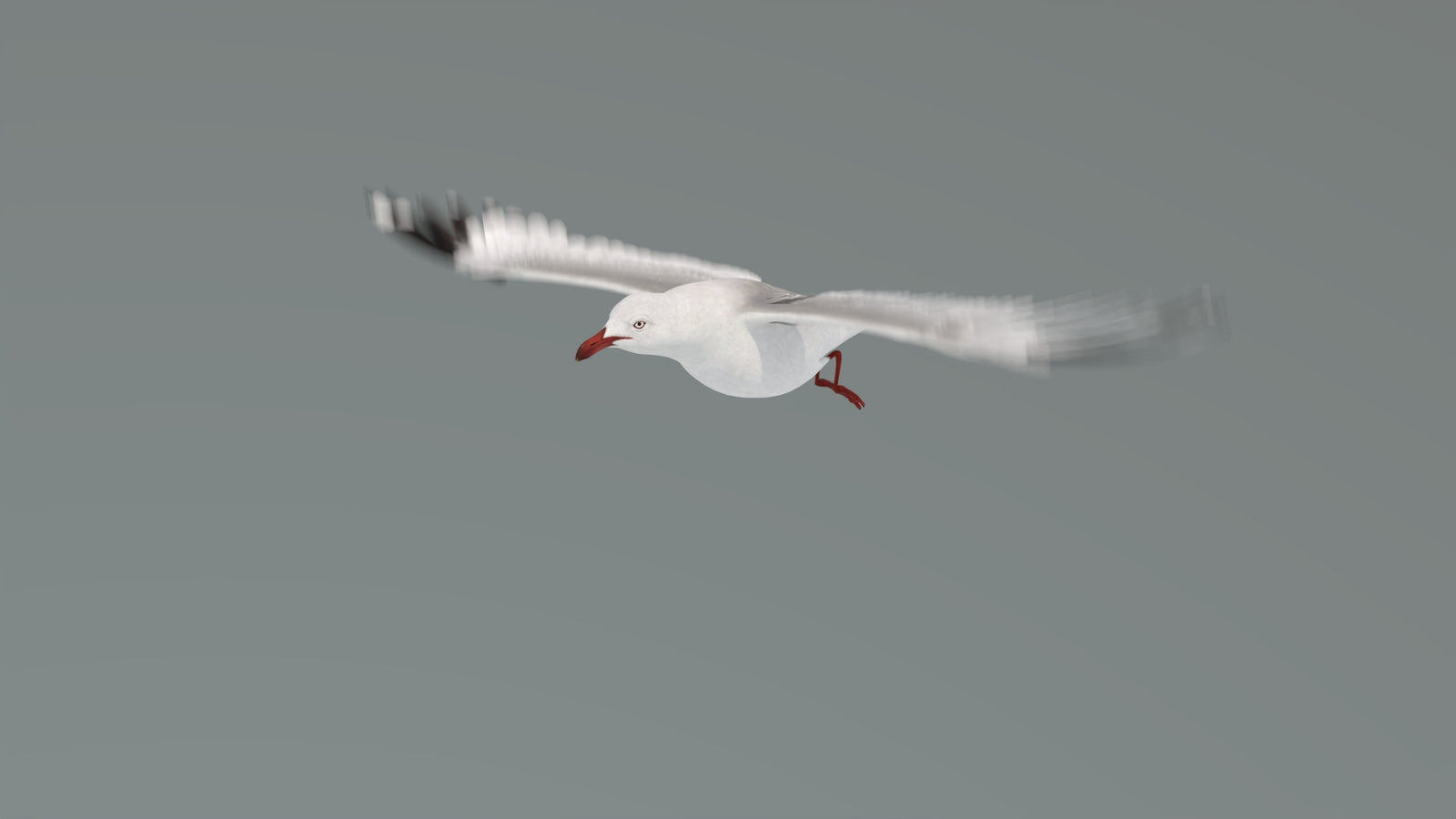 Animated Seagull 3D Model 360° view 4 frame 25