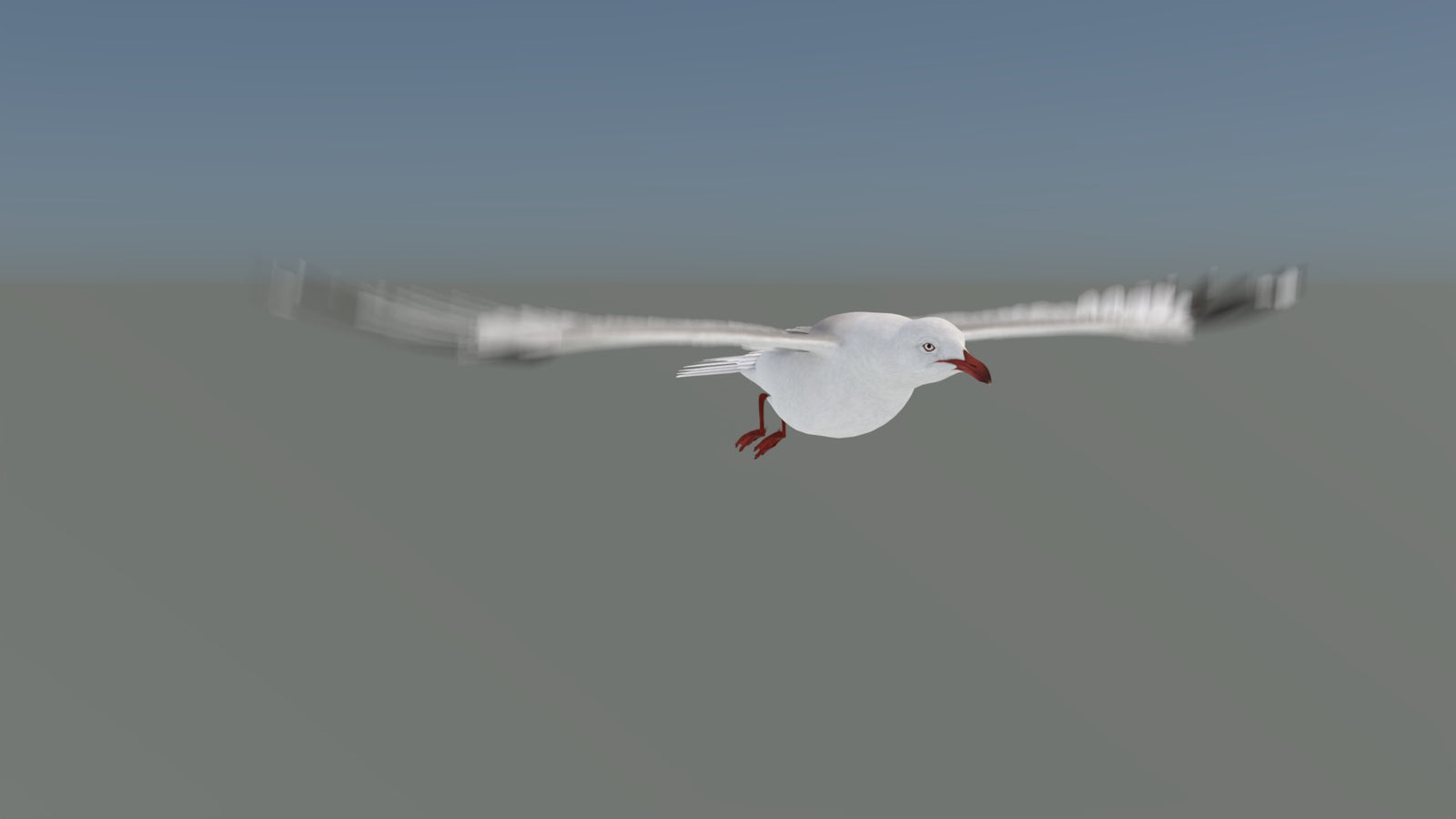 Animated Seagull 3D Model 360° view 5 frame 25
