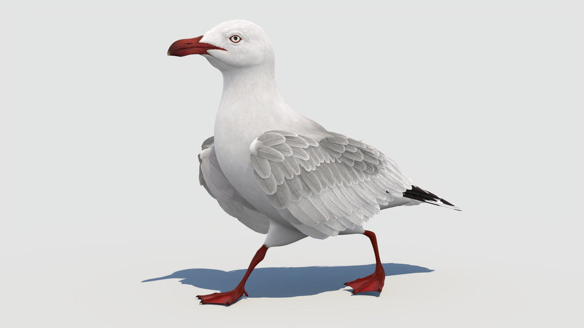 Animated Seagull 3D Model - Real Time and VFX Ready - 360 Degree View