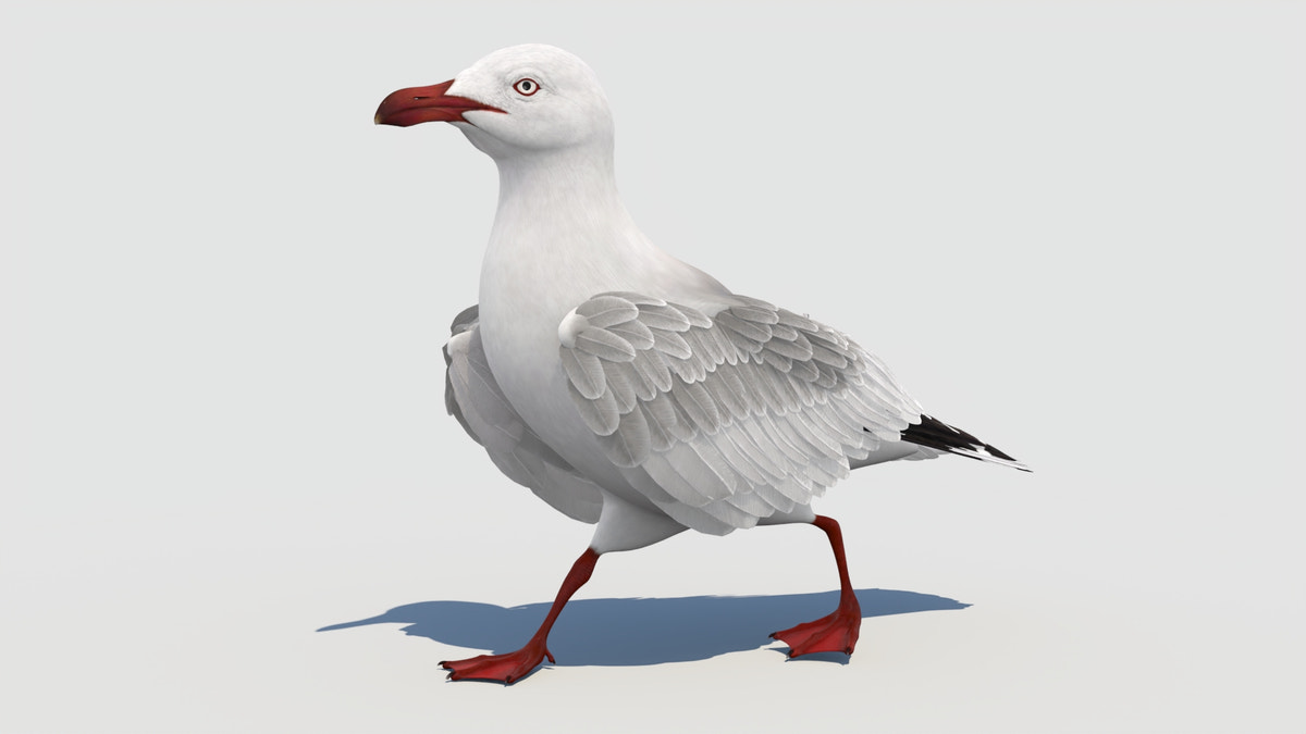 Animated Seagull 3D Model - 360 Degree View