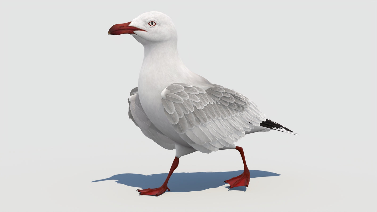 Animated Seagull 3D Model 360° view 3 frame 2