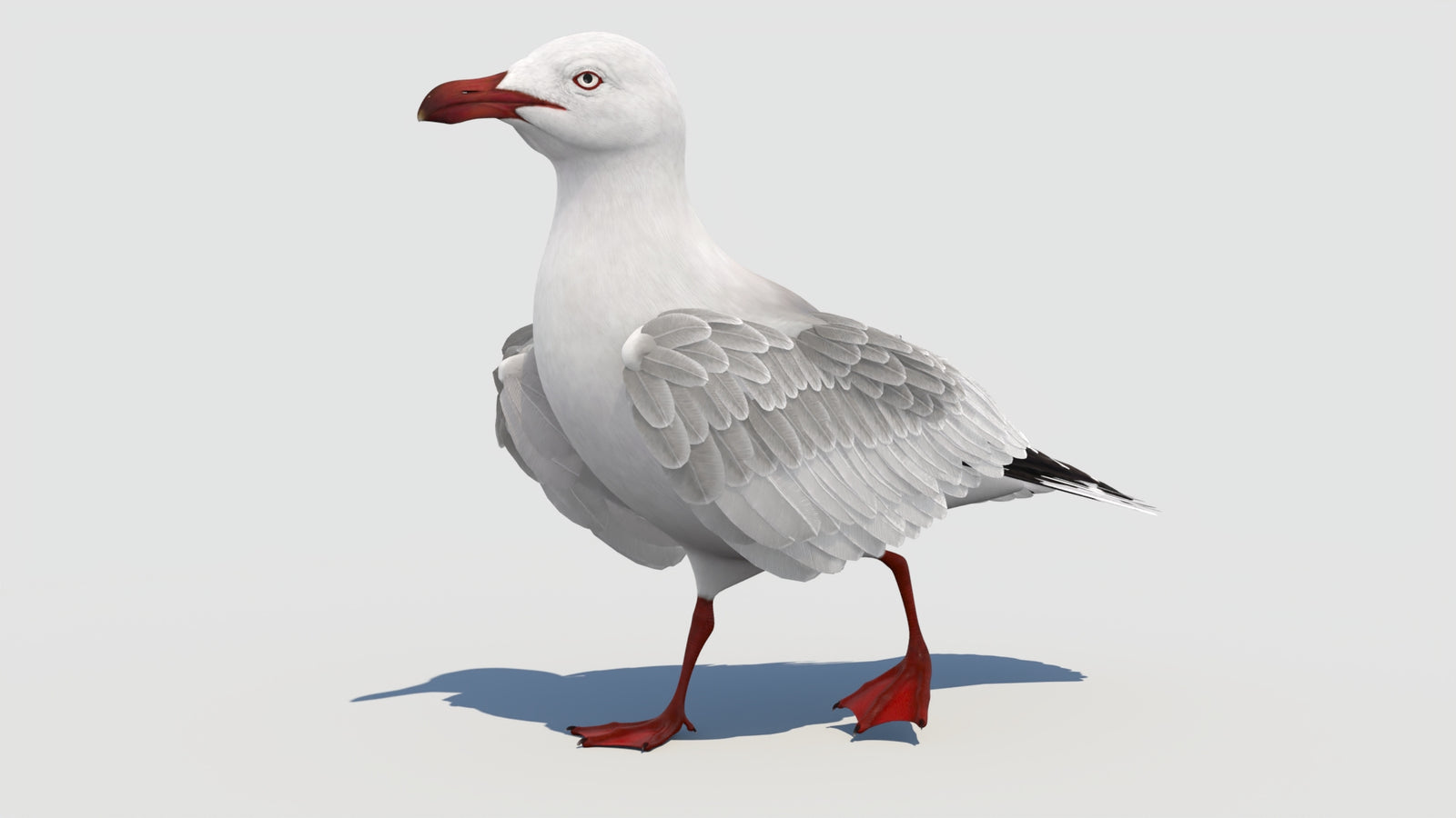 Animated Seagull 3D Model 360° view 3 frame 3