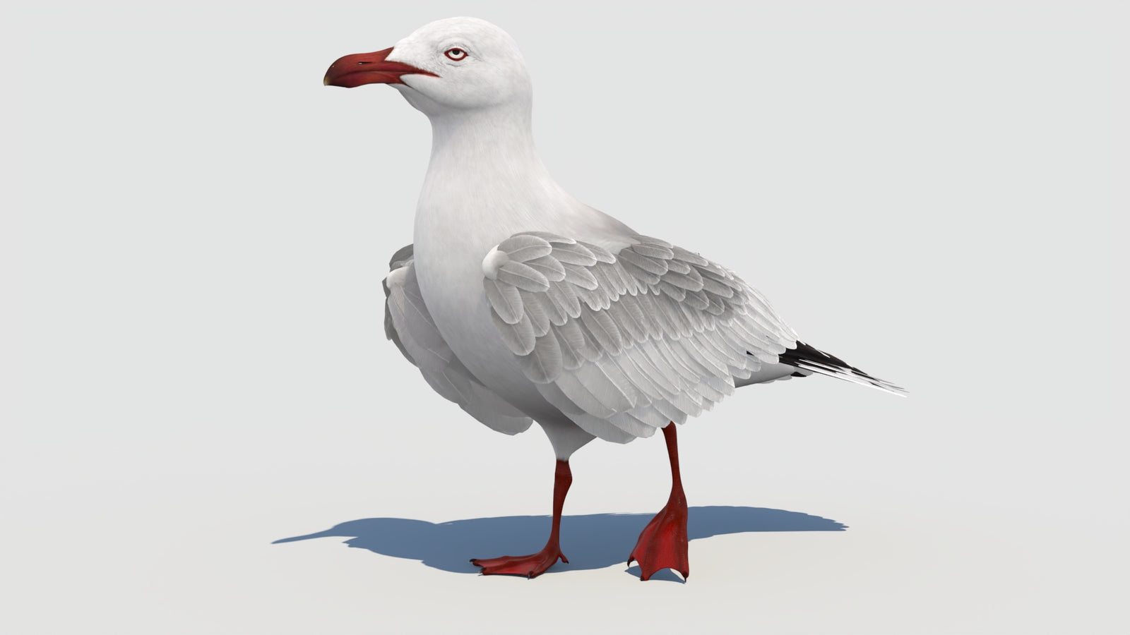 Animated Seagull 3D Model 360° view 3 frame 4