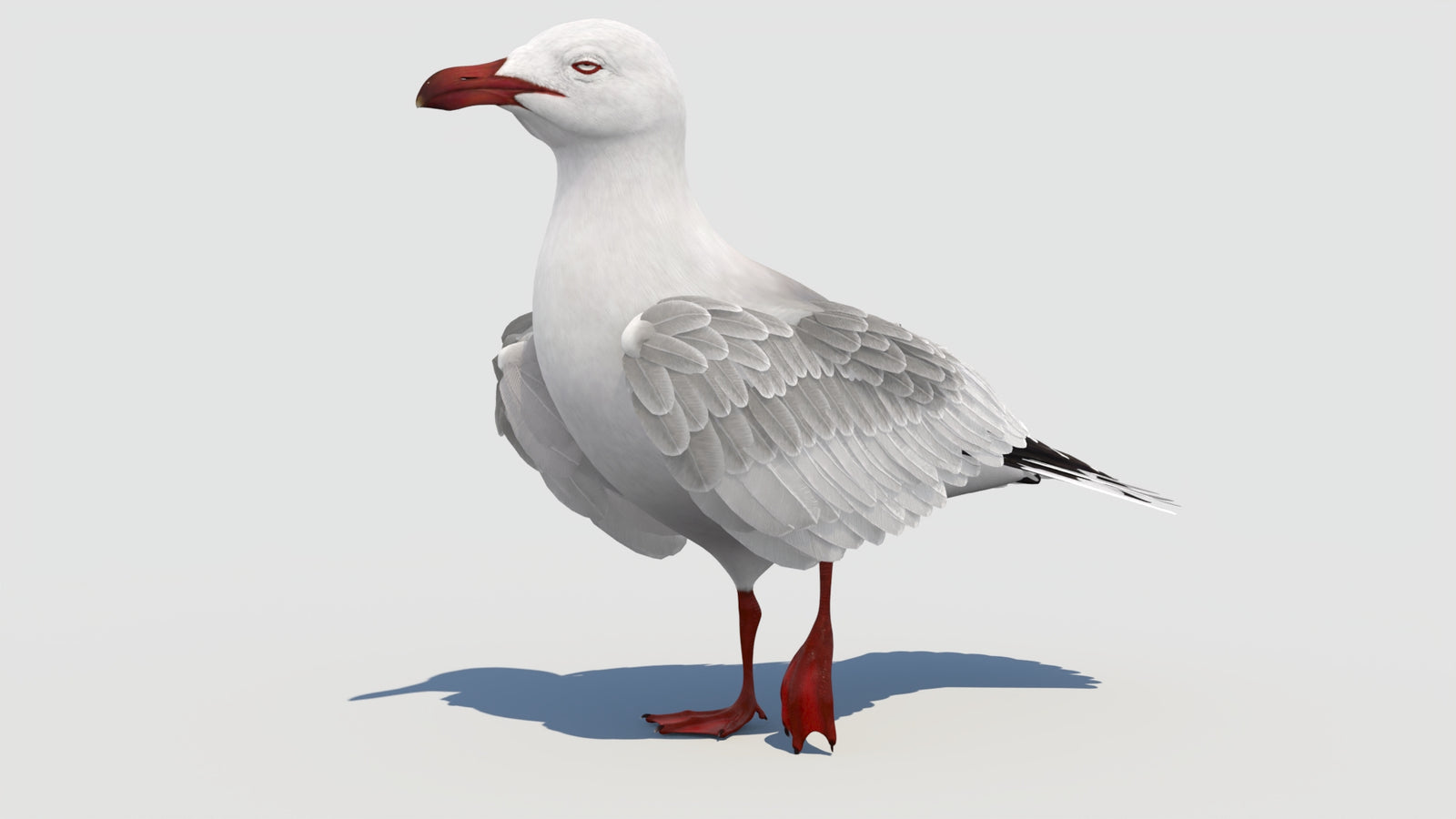 Animated Seagull 3D Model 360° view 3 frame 5