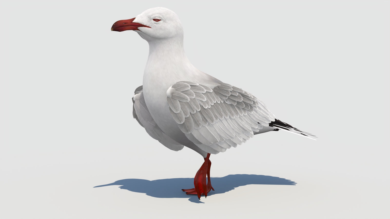 Animated Seagull 3D Model 360° view 3 frame 6