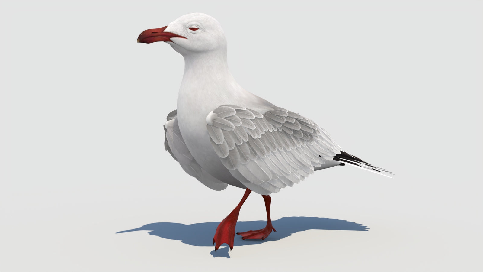 Animated Seagull 3D Model 360° view 3 frame 7