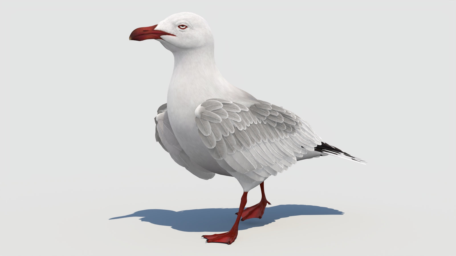 Animated Seagull 3D Model 360° view 3 frame 10