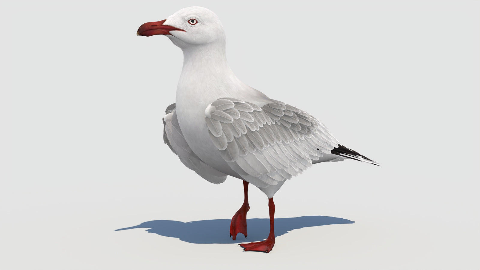 Animated Seagull 3D Model 360° view 3 frame 12
