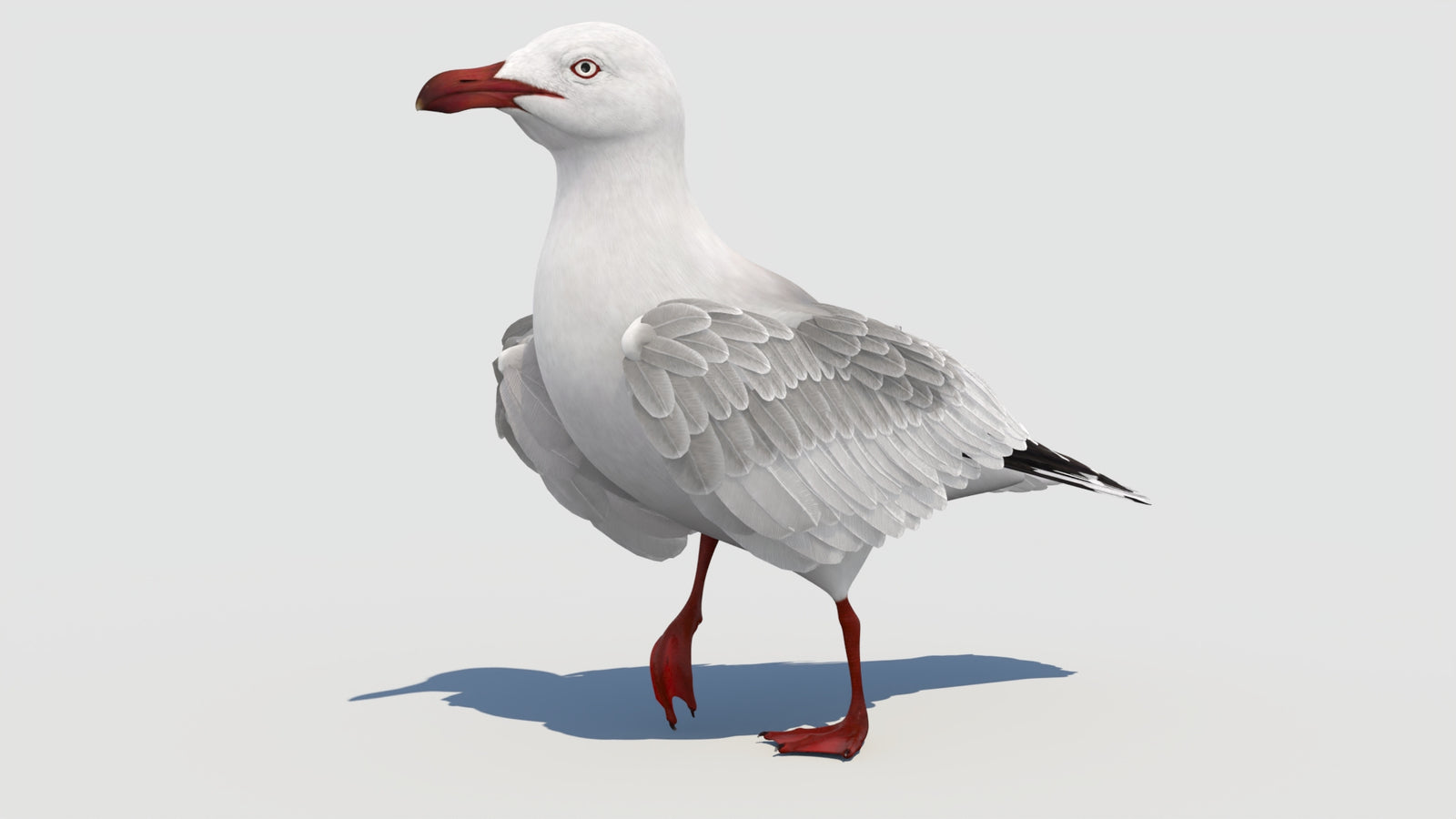 Animated Seagull 3D Model 360° view 3 frame 13