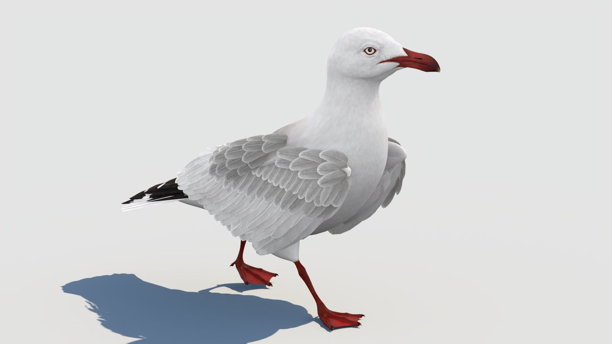 Animated Seagull 3D Model - Real Time and VFX Ready - 360 Degree View