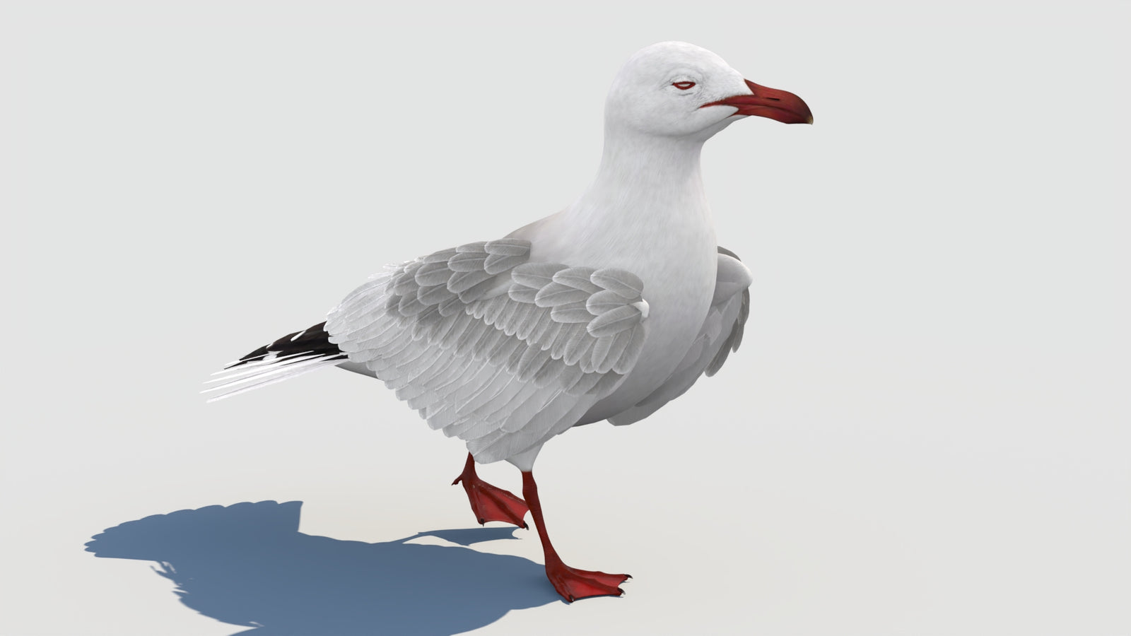 Animated Seagull 3D Model 360° view 2 frame 4