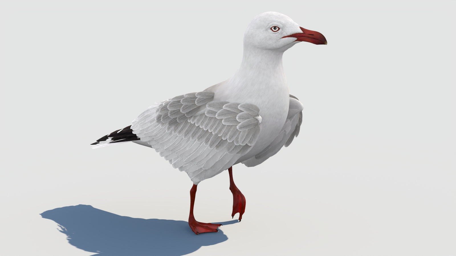 Animated Seagull 3D Model 360° view 2 frame 10