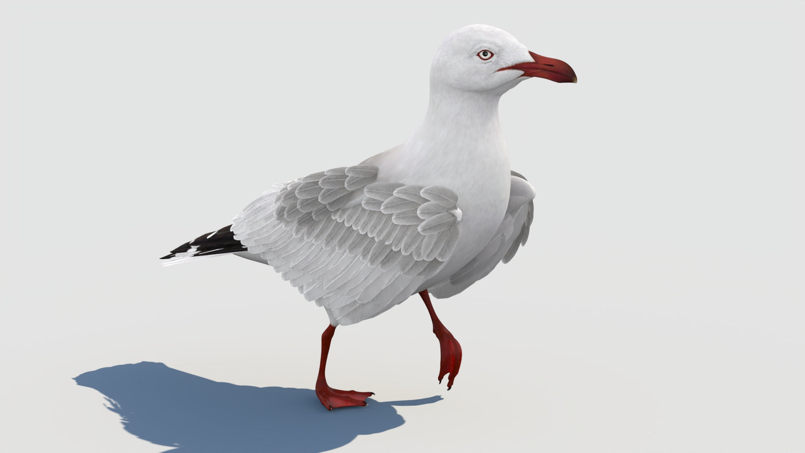 Animated Seagull 3D Model 360° view 2 frame 12