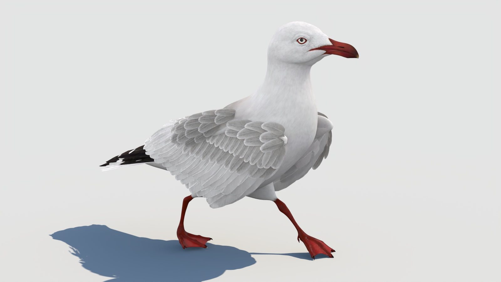 Animated Seagull 3D Model 360° view 2 frame 16