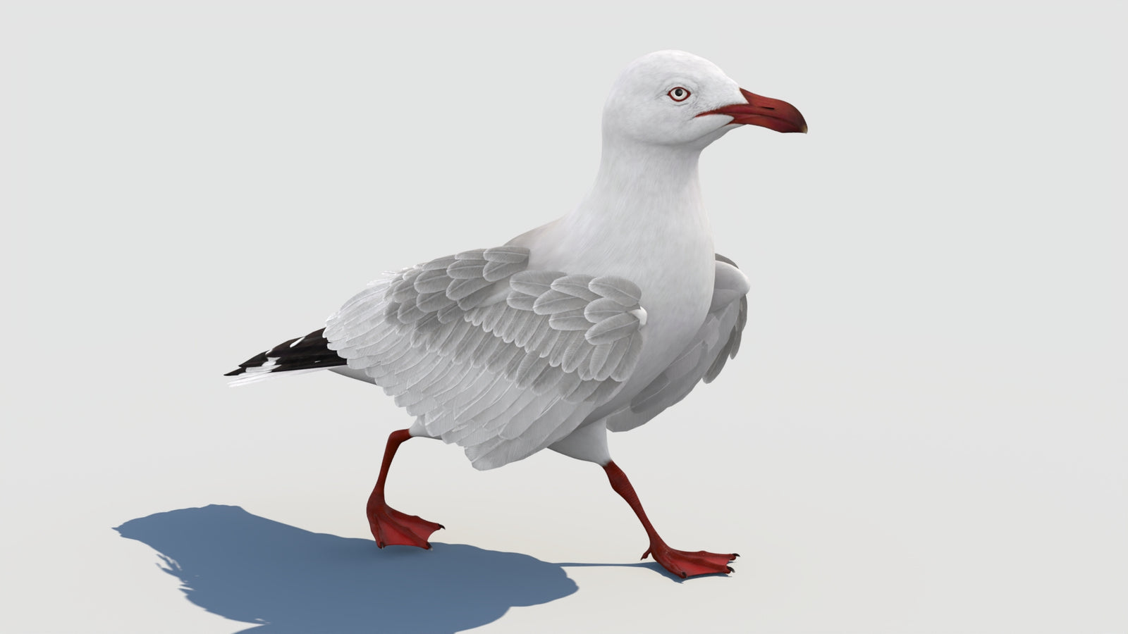 Animated Seagull 3D Model 360° view 2 frame 19