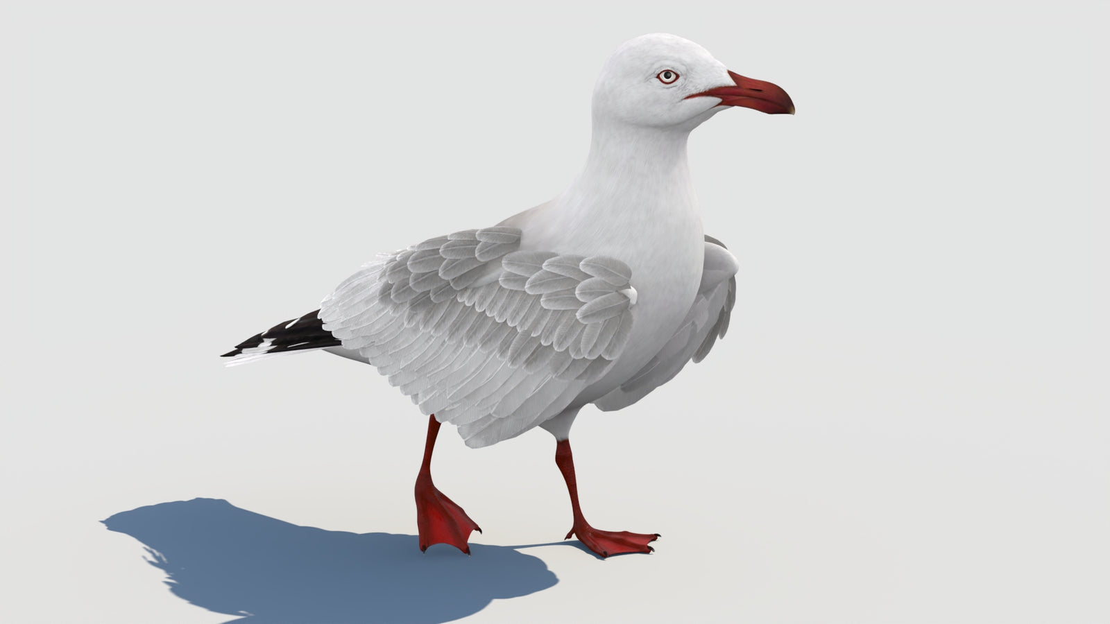 Animated Seagull 3D Model 360° view 2 frame 24