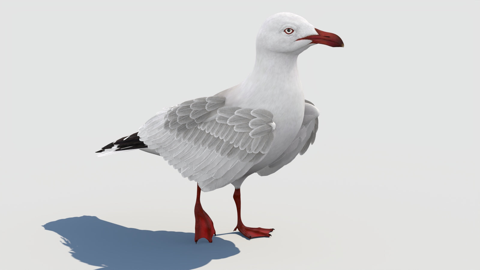 Animated Seagull 3D Model 360° view 2 frame 26