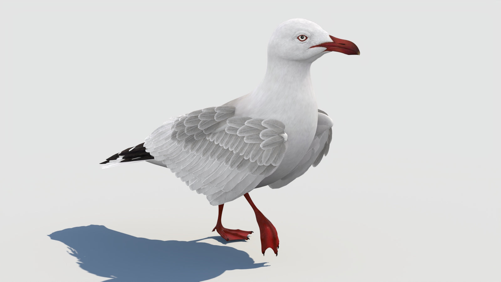 Animated Seagull 3D Model 360° view 2 frame 32