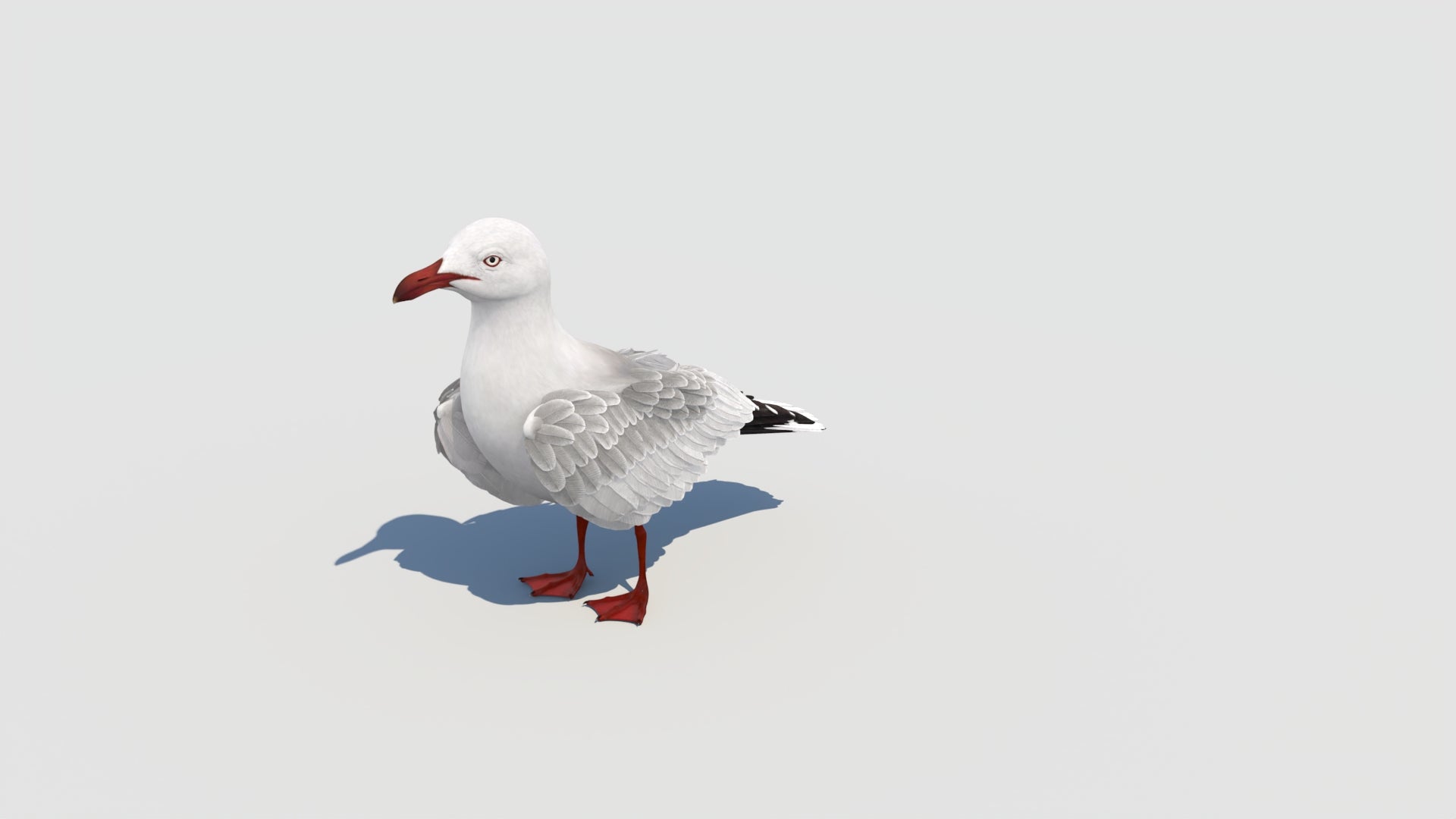 Animated Seagull 3D Model - 360 Degree View
