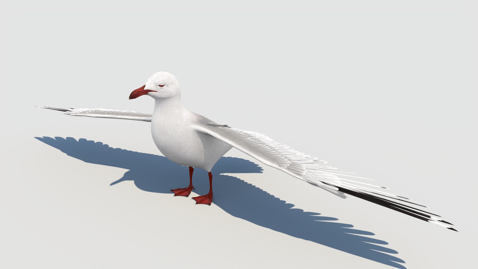 Animated Seagull 3D Model 360° view 6 frame 6