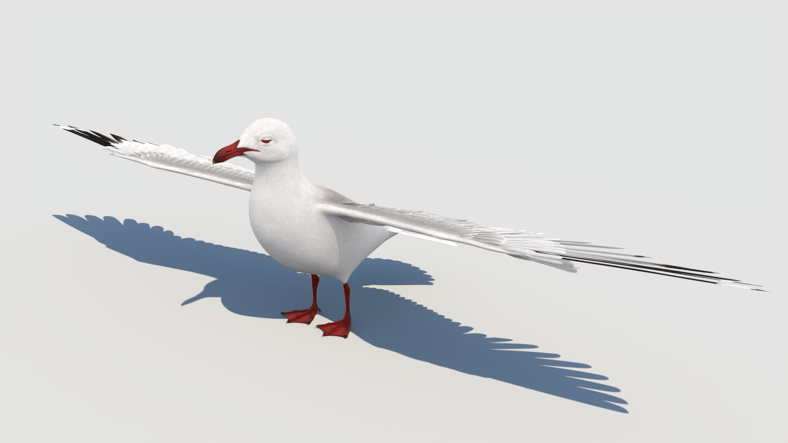 Animated Seagull 3D Model 360° view 6 frame 8