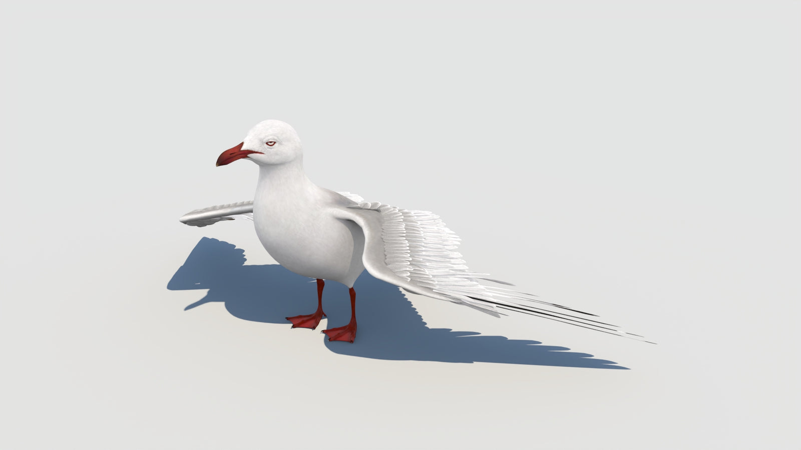 Animated Seagull 3D Model 360° view 6 frame 10