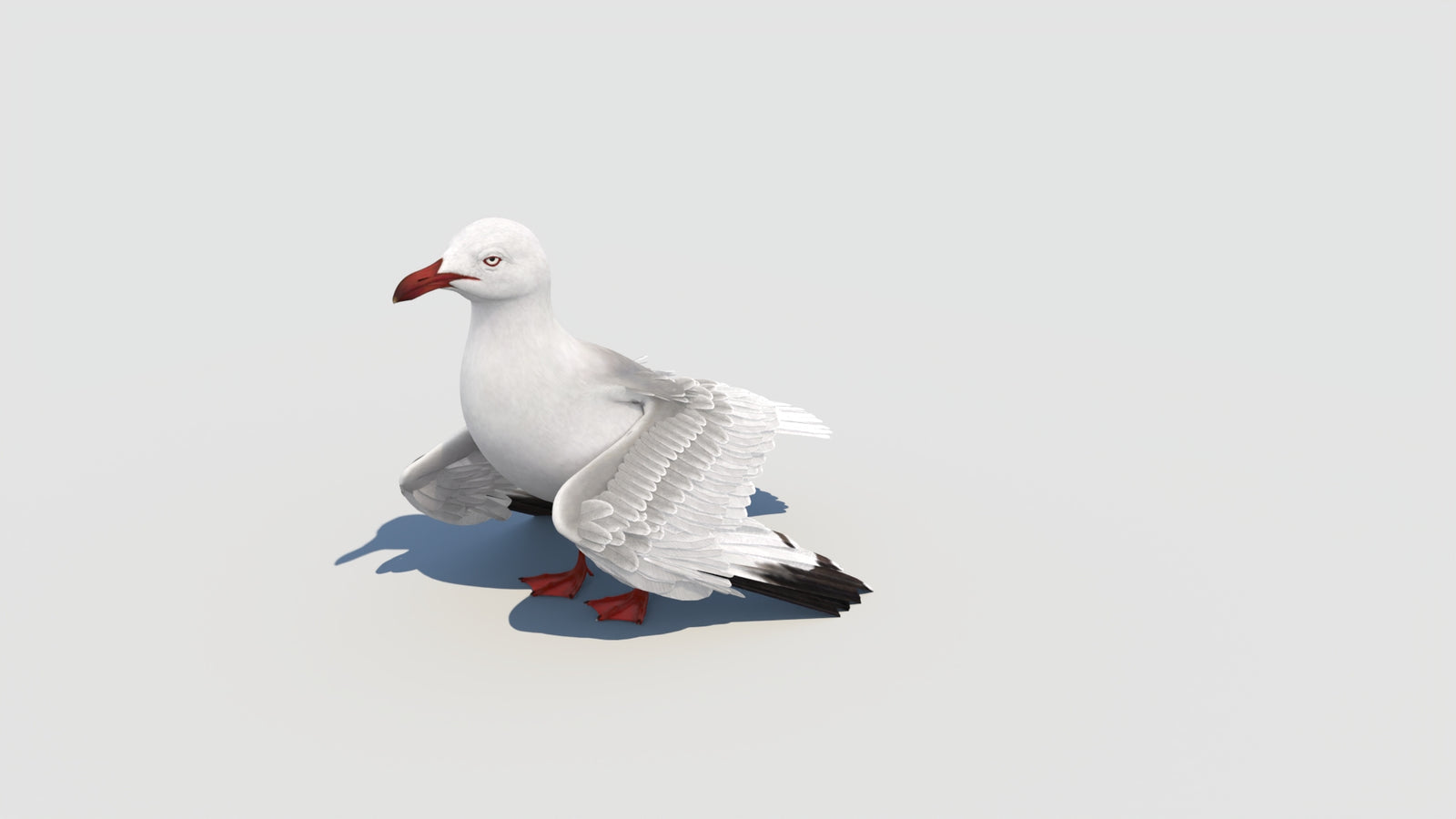 Animated Seagull 3D Model 360° view 6 frame 11
