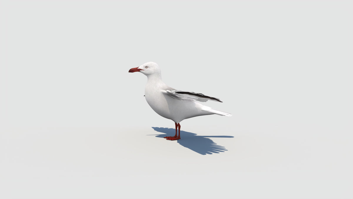 Game-Ready Seagull 3D Model - 360 Degree View