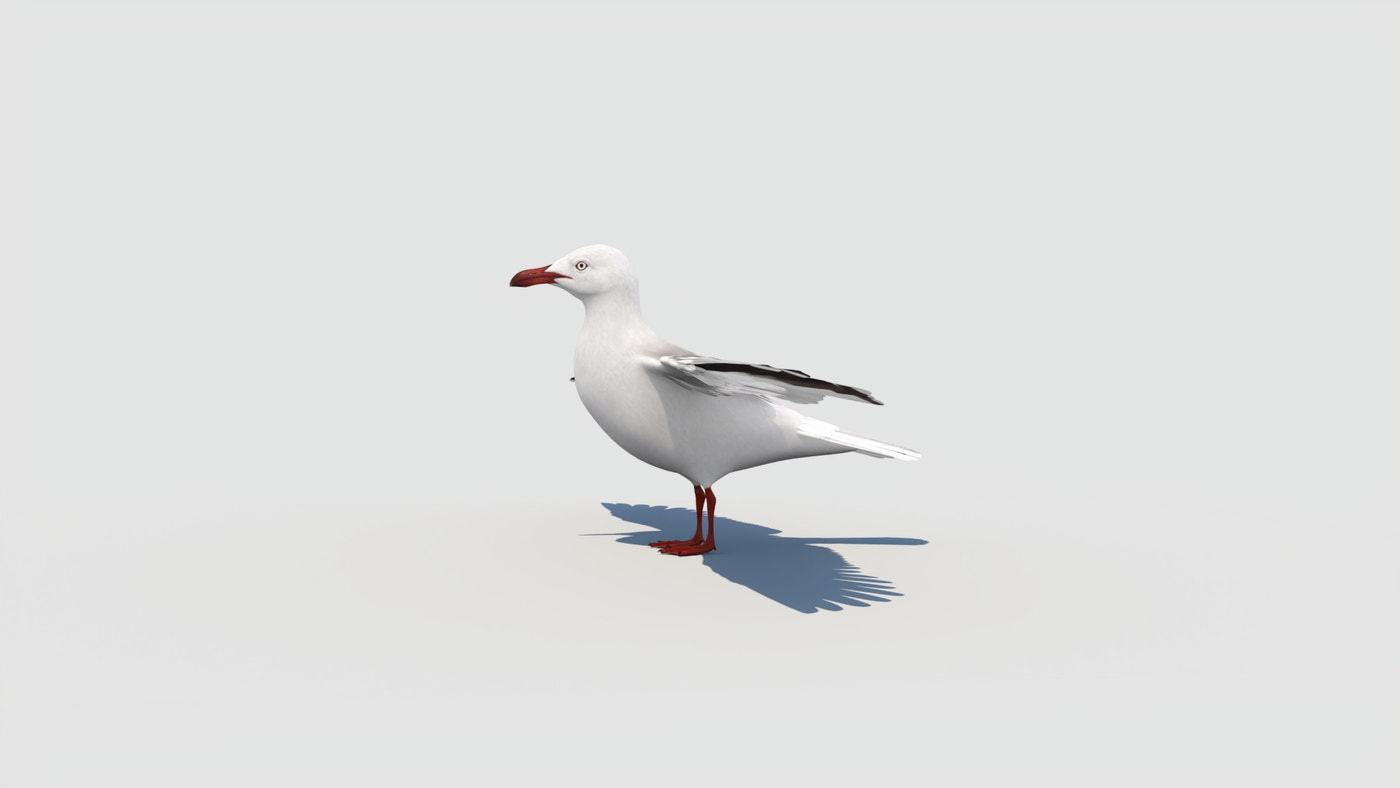 Seagull 3D Model - 360 Degree View