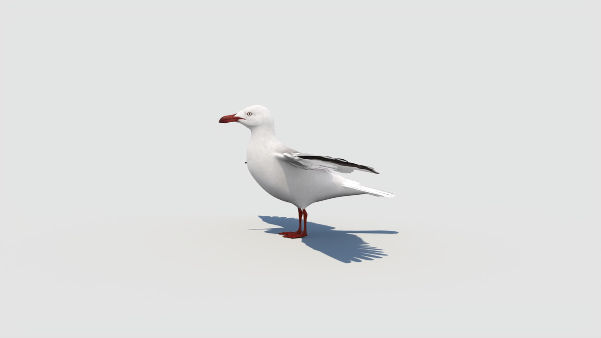 Rigged Seagull 3D Model - 360 Degree View