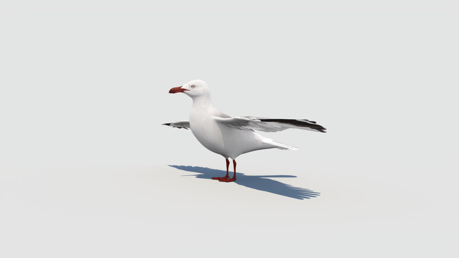 Seagull 3D Model 360° view 1 frame 2
