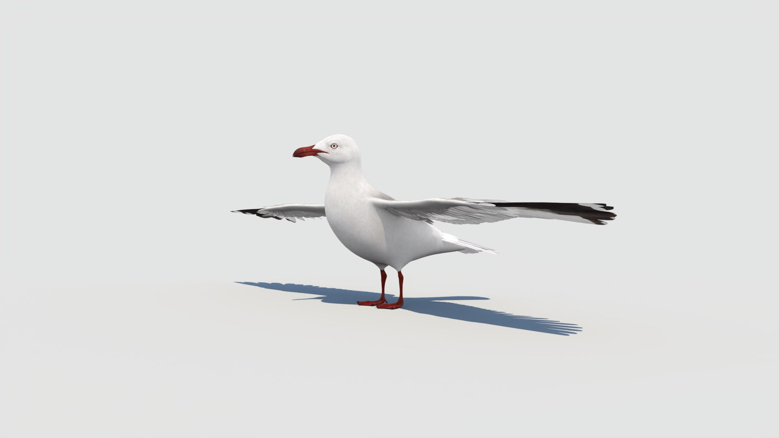 Rigged Seagull 3D Model 360° view 2 frame 3