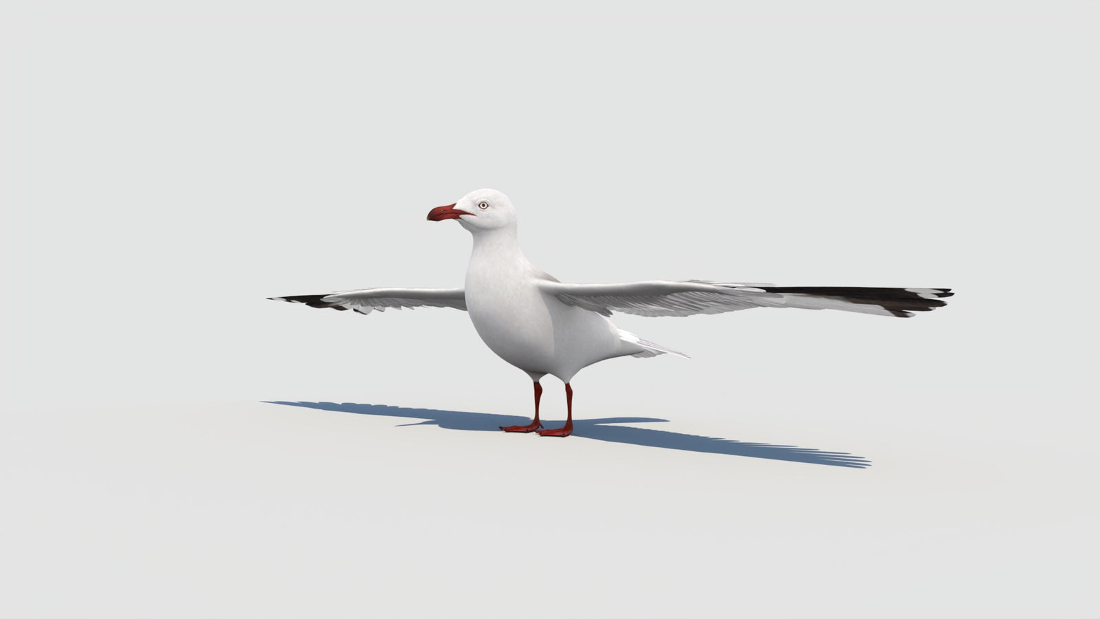Seagull 3D Model 360° view 1 frame 4