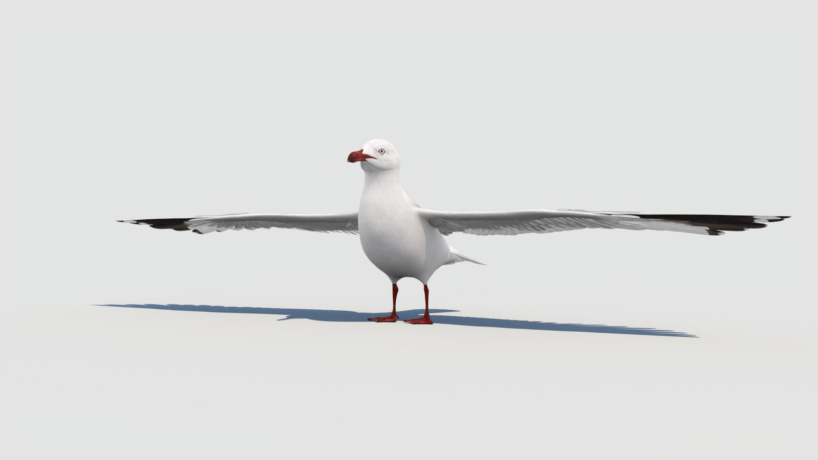 Seagull 3D Model 360° view 1 frame 6