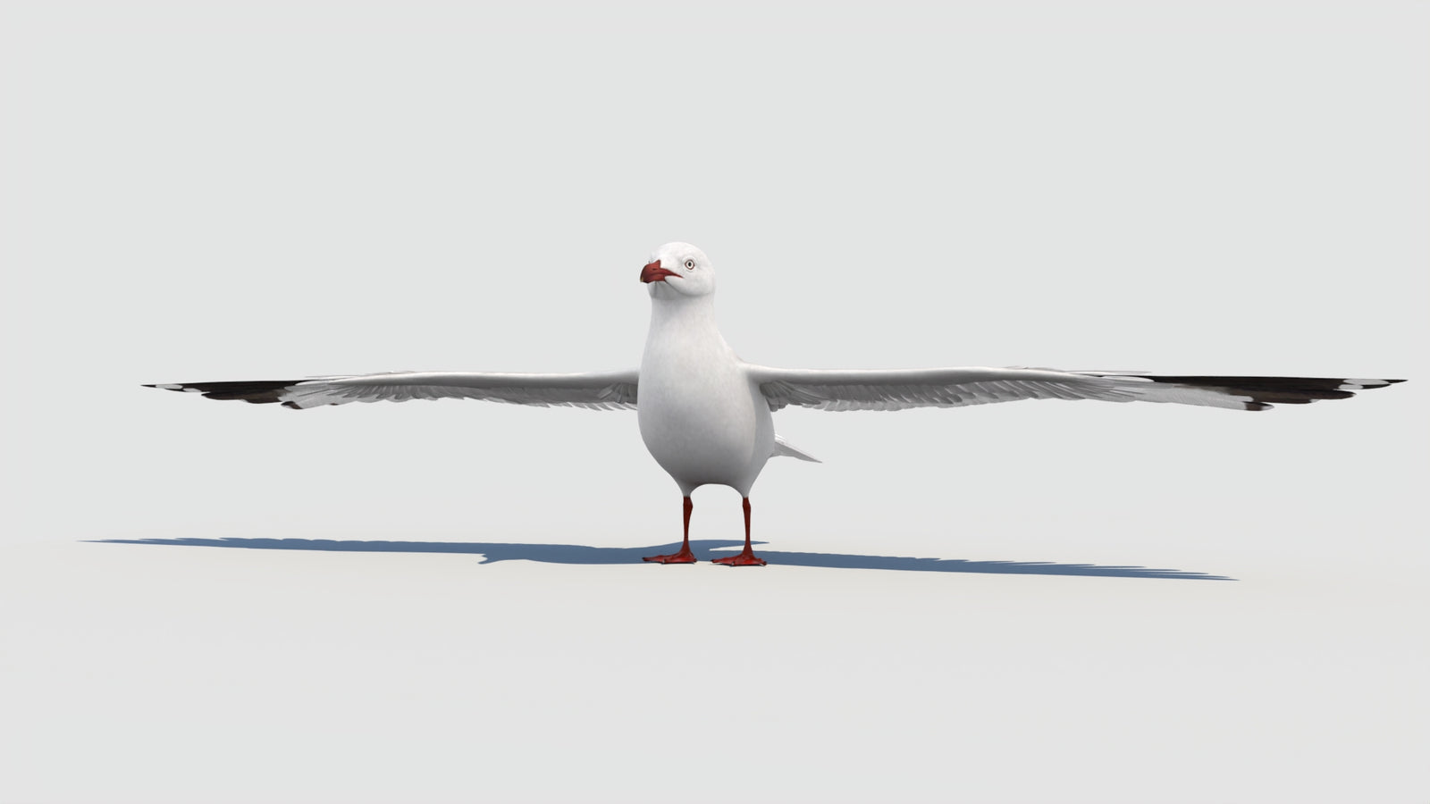 Seagull 3D Model 360° view 1 frame 7