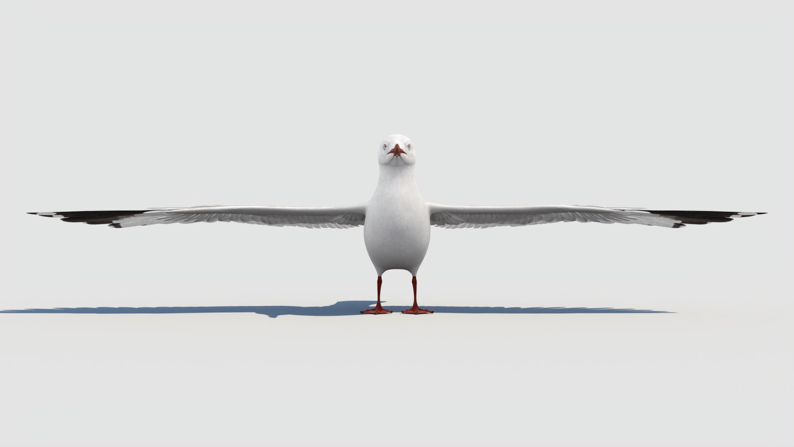 Rigged Seagull 3D Model 360° view 2 frame 9