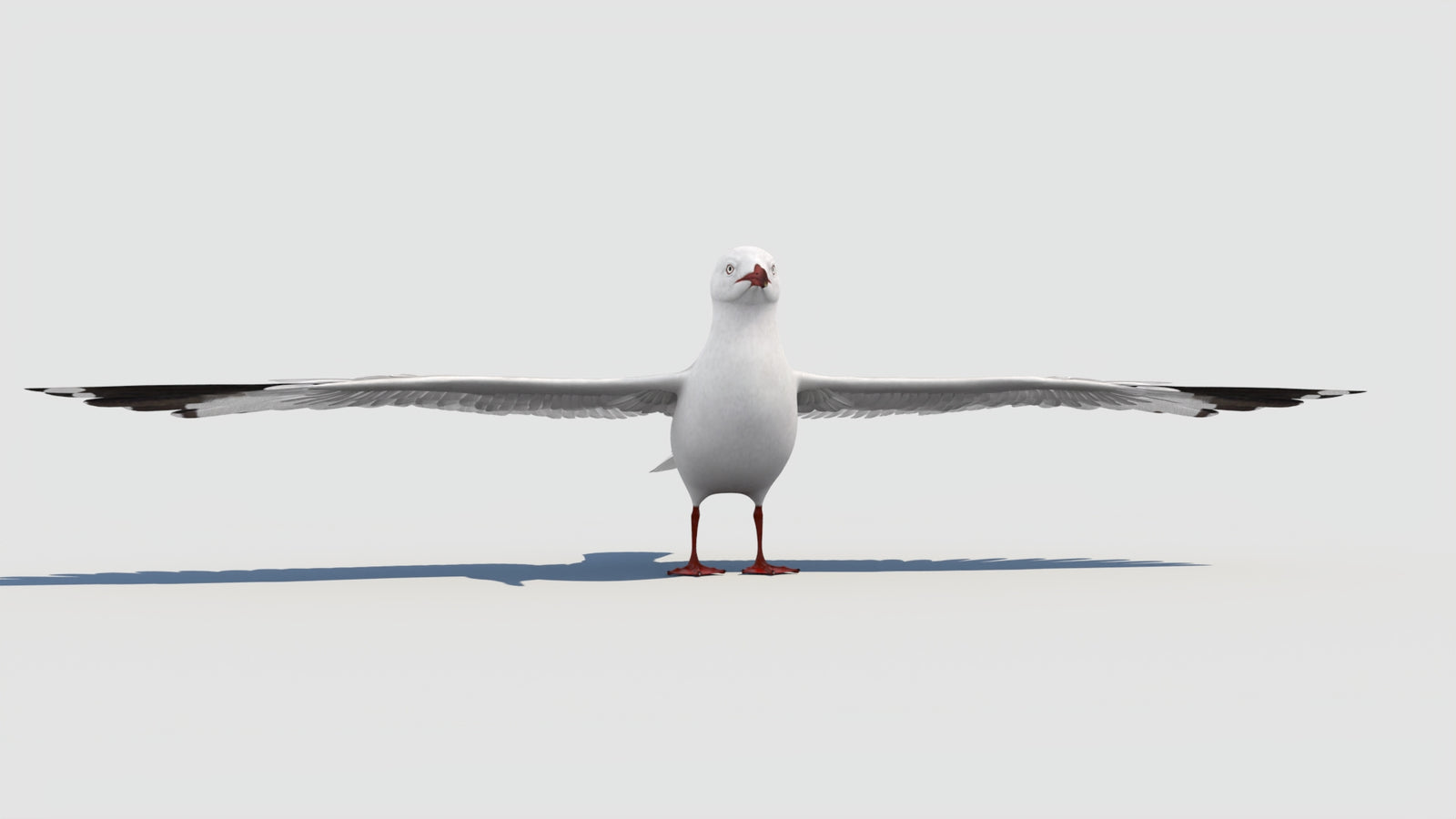 Seagull 3D Model 360° view 1 frame 10