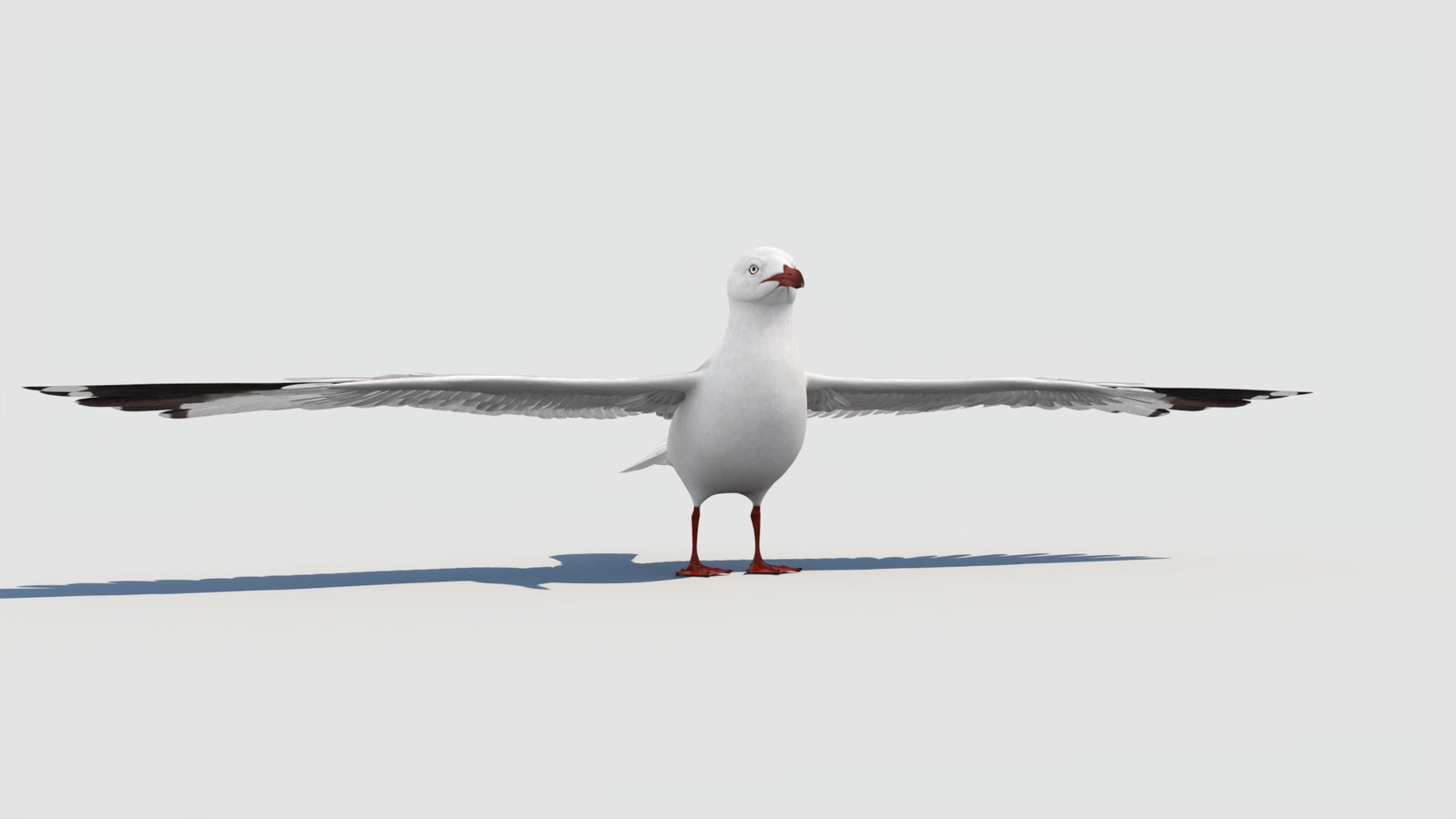 Seagull 3D Model 360° view 1 frame 11