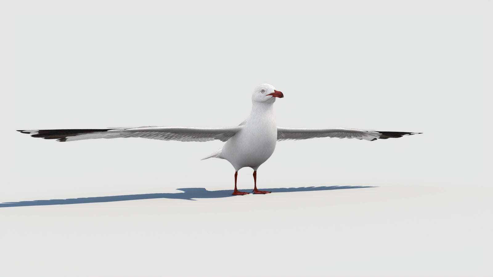Seagull 3D Model 360° view 1 frame 12
