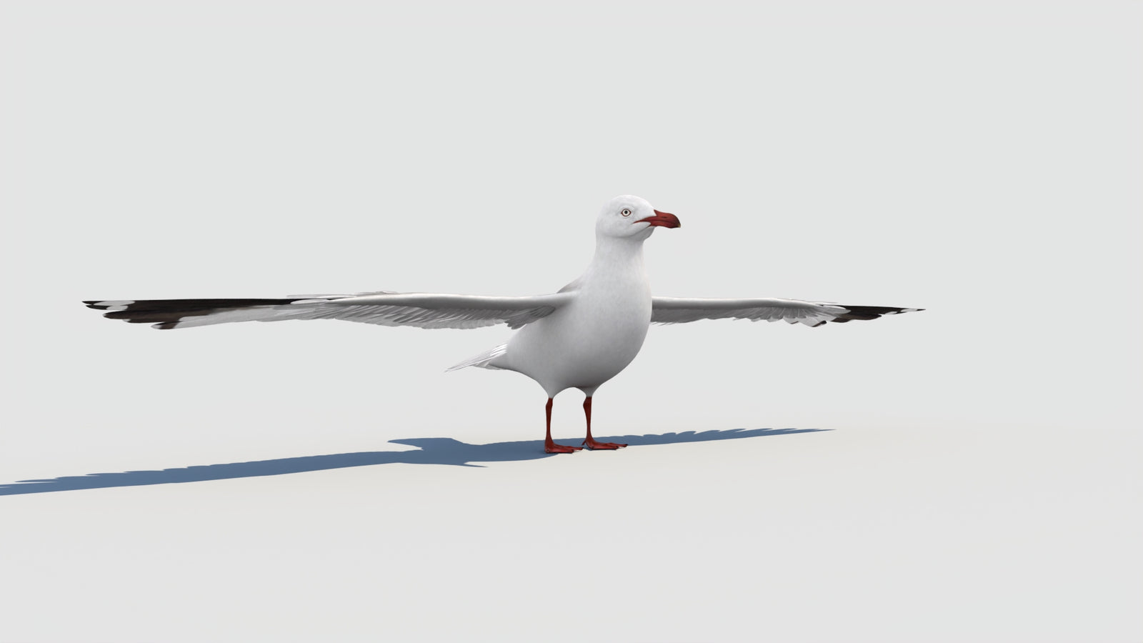 Seagull 3D Model 360° view 1 frame 13