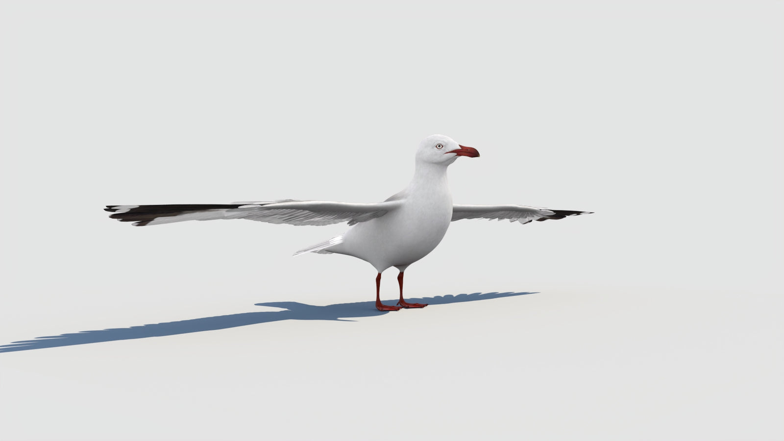 Seagull 3D Model 360° view 1 frame 14